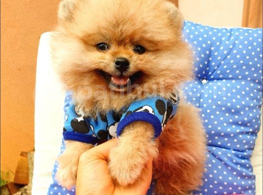 Pomeranian Boo Yavrularımız görsel
