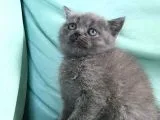 Dişi British Shorthair ( Ev Kedisi )