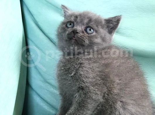 Dişi British Shorthair ( Ev Kedisi ) görsel