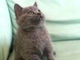 Dişi British Shorthair ( Ev Kedisi )