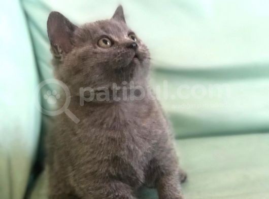 Dişi British Shorthair ( Ev Kedisi ) görsel