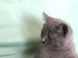 Dişi British Shorthair ( Ev Kedisi )