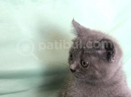 Dişi British Shorthair ( Ev Kedisi ) görsel