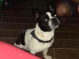 9 Aylık Erkek French Bulldog