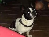 9 Aylık Erkek French Bulldog