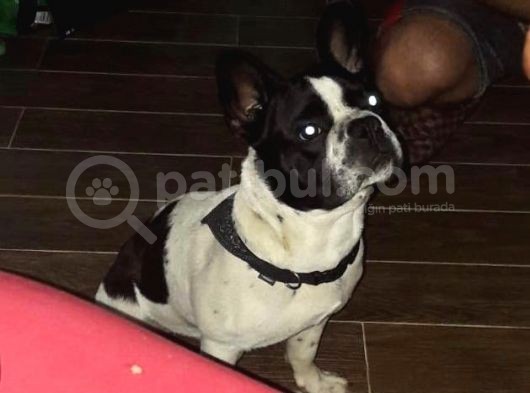 9 Aylık Erkek French Bulldog görsel