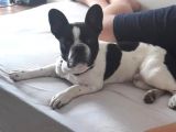 9 Aylık Erkek French Bulldog
