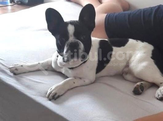 9 Aylık Erkek French Bulldog görsel