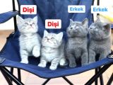 2 Dişi 2 Erkek British Shorthair Yavruları