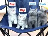 2 Dişi 2 Erkek British Shorthair Yavruları