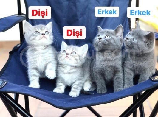 2 Dişi 2 Erkek British Shorthair Yavruları görsel