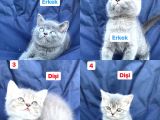 2 Dişi 2 Erkek British Shorthair Yavruları