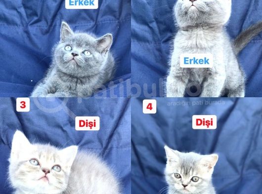 2 Dişi 2 Erkek British Shorthair Yavruları görsel