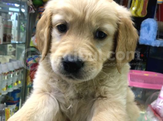 Dişi Erkek Golden Retreıwer Baby Face görsel