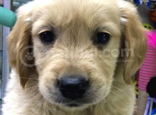 Dişi Erkek Golden Retreıwer Baby Face görsel