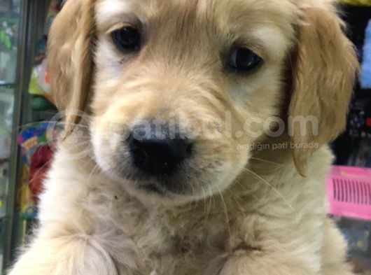 Dişi Erkek Golden Retreıwer Baby Face görsel
