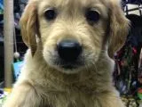 Dişi Erkek Golden Retreıwer Baby Face