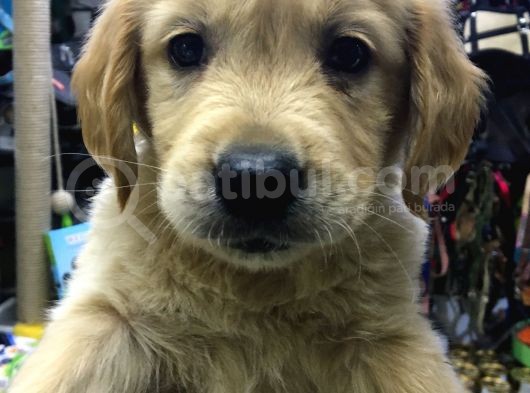 Dişi Erkek Golden Retreıwer Baby Face görsel