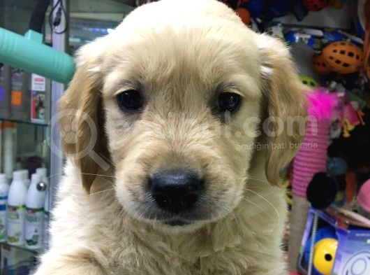 Dişi Erkek Golden Retreıwer Baby Face görsel