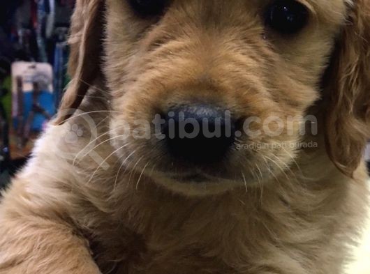 Dişi Erkek Golden Retreıwer Baby Face görsel