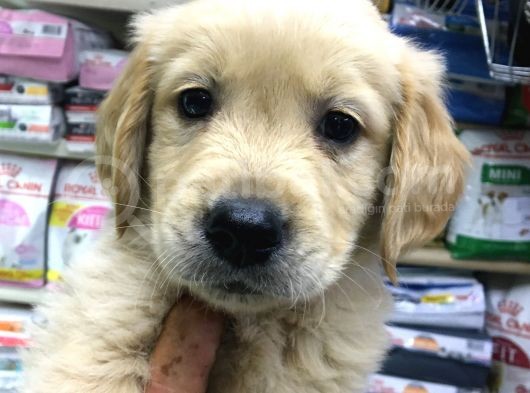 Dişi Erkek Golden Retreıwer Baby Face görsel