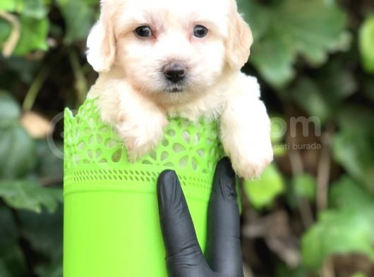 Özel Üretim Özel Maltipoo Yavrular görsel