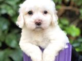 Dizayn Irk Maltipoo Yavrular