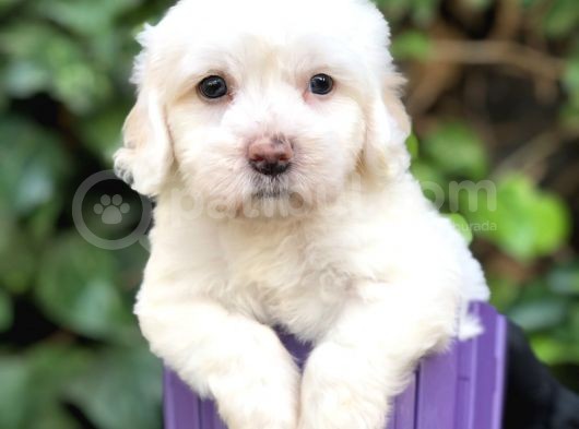 Dizayn Irk Maltipoo Yavrular görsel