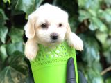 Özel Üretim Özel Maltipoo Yavrular