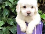 Dizayn Irk Maltipoo Yavrular
