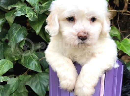 Dizayn Irk Maltipoo Yavrular görsel