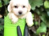 Özel Üretim Özel Maltipoo Yavrular