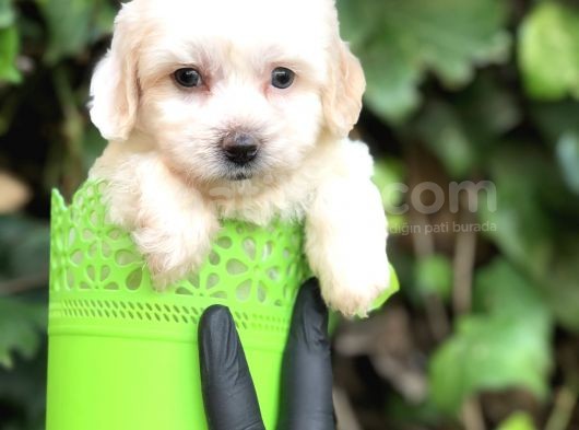 Özel Üretim Özel Maltipoo Yavrular görsel