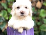 Dizayn Irk Maltipoo Yavrular
