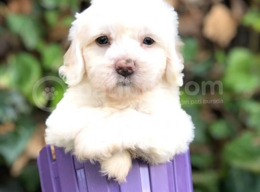 Dizayn Irk Maltipoo Yavrular görsel
