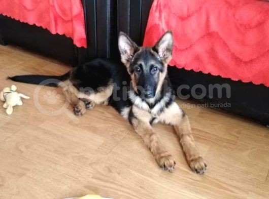 Secereli Safkan Alman Çoban Köpeği görsel