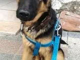 Secereli Safkan Alman Çoban Köpeği