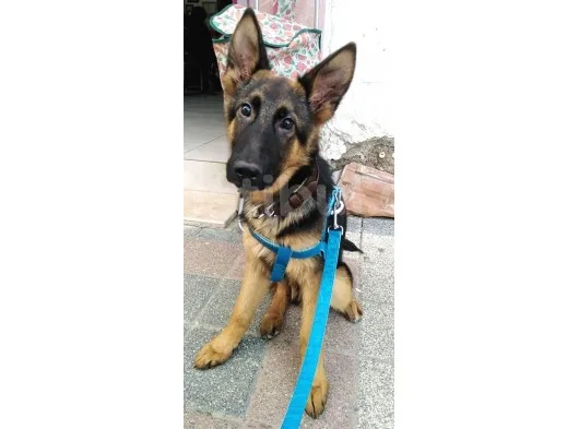 Secereli Safkan Alman Çoban Köpeği