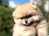 Safkan Ayı Surat Pomeranian Boo Yavruları