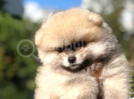 Safkan Ayı Surat Pomeranian Boo Yavruları