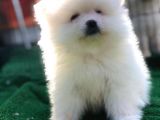 Safkan Ayı Surat Pomeranian Boo Yavruları