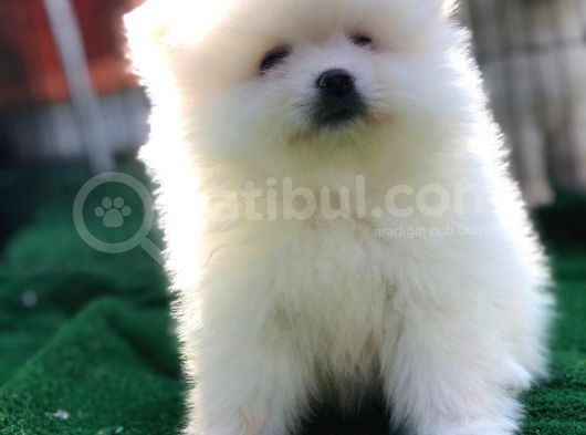Safkan Ayı Surat Pomeranian Boo Yavruları görsel