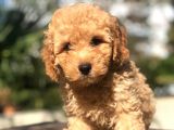 Muhteşem Güzellikte Erkek Poodle Yavrumuz