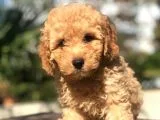 Muhteşem Güzellikte Erkek Poodle Yavrumuz