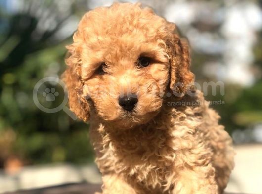 Muhteşem Güzellikte Erkek Poodle Yavrumuz görsel