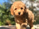 Muhteşem Güzellikte Erkek Poodle Yavrumuz