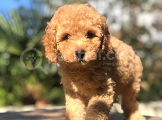 Muhteşem Güzellikte Erkek Poodle Yavrumuz görsel