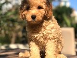 Muhteşem Güzellikte Erkek Poodle Yavrumuz