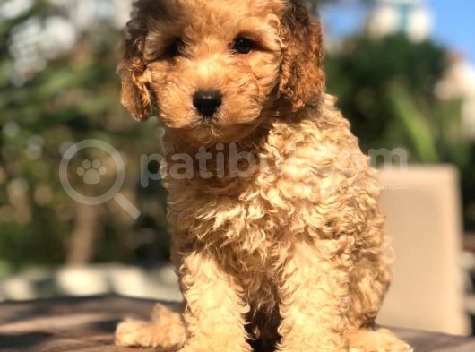 Muhteşem Güzellikte Erkek Poodle Yavrumuz görsel