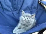 3 Erkek British Shorthair Yavruları
